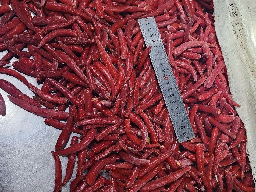 Steel ruler laid across frozen chillies as a length reference