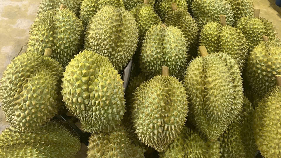 Whole durians stacked on a pallet