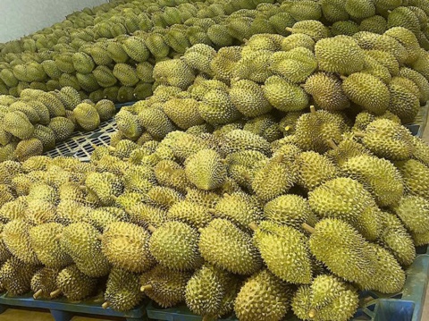 Durians laid out in rows in the grading warehouse