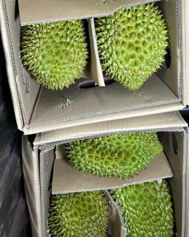 Durians packed in cartons with dividers