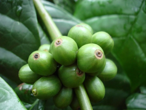 A cluster of green coffee cherries on a branch among the leaves