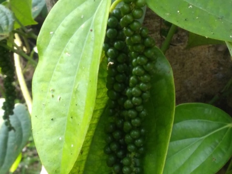 Chùm tiêu xanh bám trên cành cạnh lá tiêu lớn
