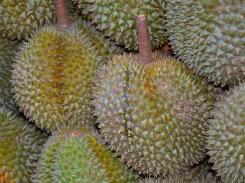 Close view of green-yellow spiky durians packed together