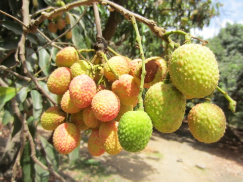Orange-yellow and green lychee clusters on a branch in an orchard