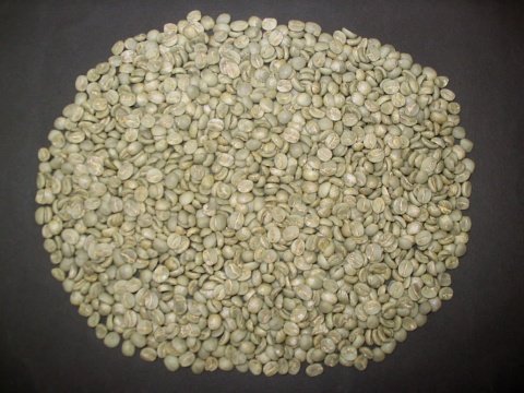 A round heap of green coffee beans spread evenly on a flat surface