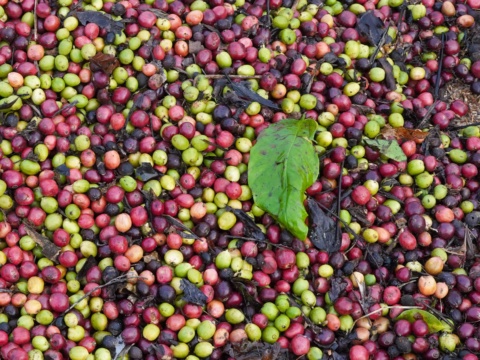 Ripe and unripe coffee cherries mixed together covering the ground