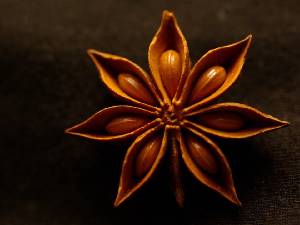 One open eight-pointed star anise with glossy brown seeds on dark cloth