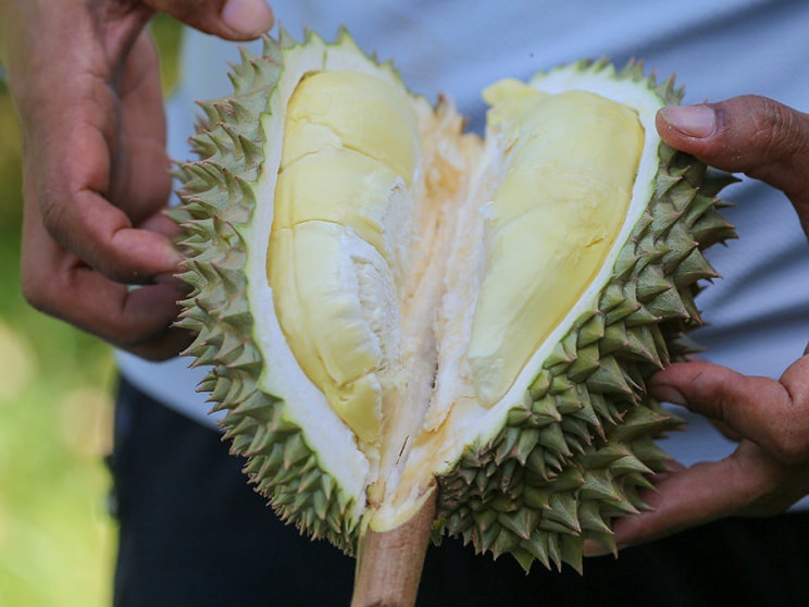 Two hands holding a durian split in half, showing two pale-yellow segments