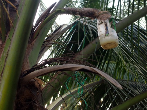 A bottle hung under a flower stalk on a coconut palm to collect sap