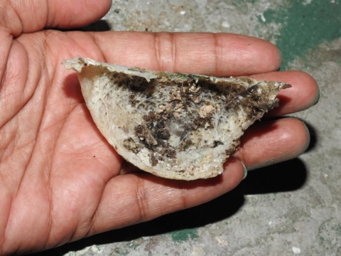 A swiftlet nest held in an open hand, showing its inner surface