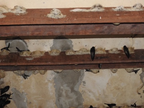 Swiftlet nests attached along wooden beams in a swiftlet house