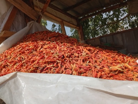 A tall pile of dried chillies in a covered store