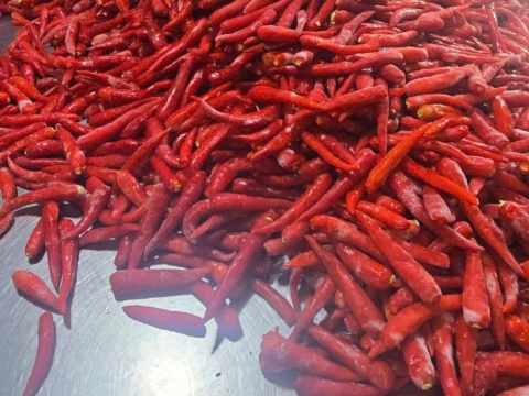 Frozen chillies on a stainless sorting table