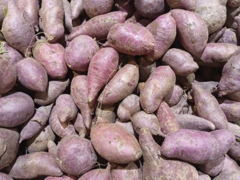A heap of small elongated purple-brown sweet potatoes