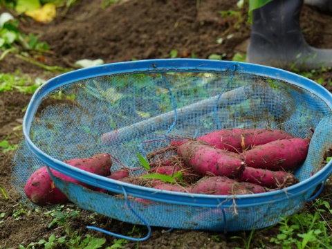 Red-purple sweet potatoes in a blue mesh basket in the field