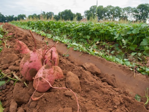 A cluster of dug sweet potatoes beside a furrow with green vines
