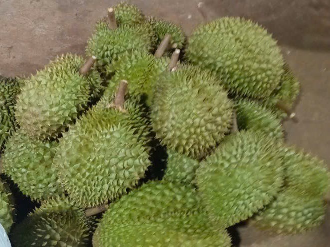 Sầu riêng nguyên trái còn cuống, xếp thành đống
