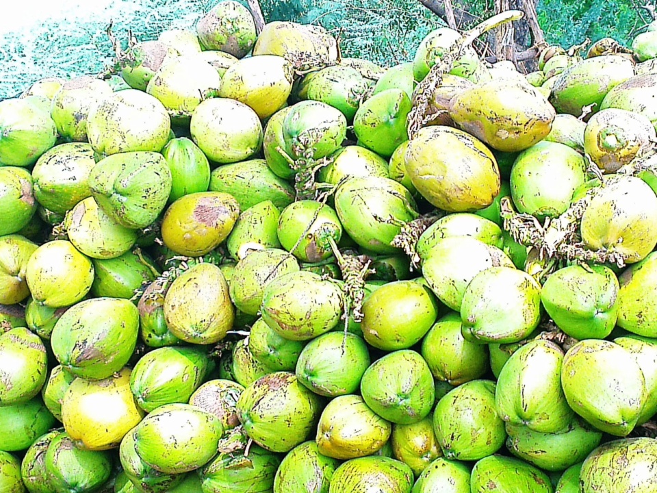 A heap of whole green coconuts in their husks