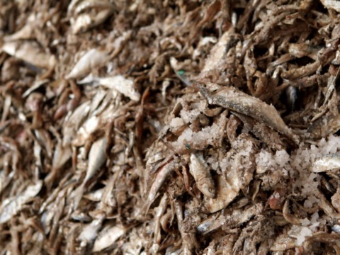 A heap of small anchovies used as raw material for fish sauce
