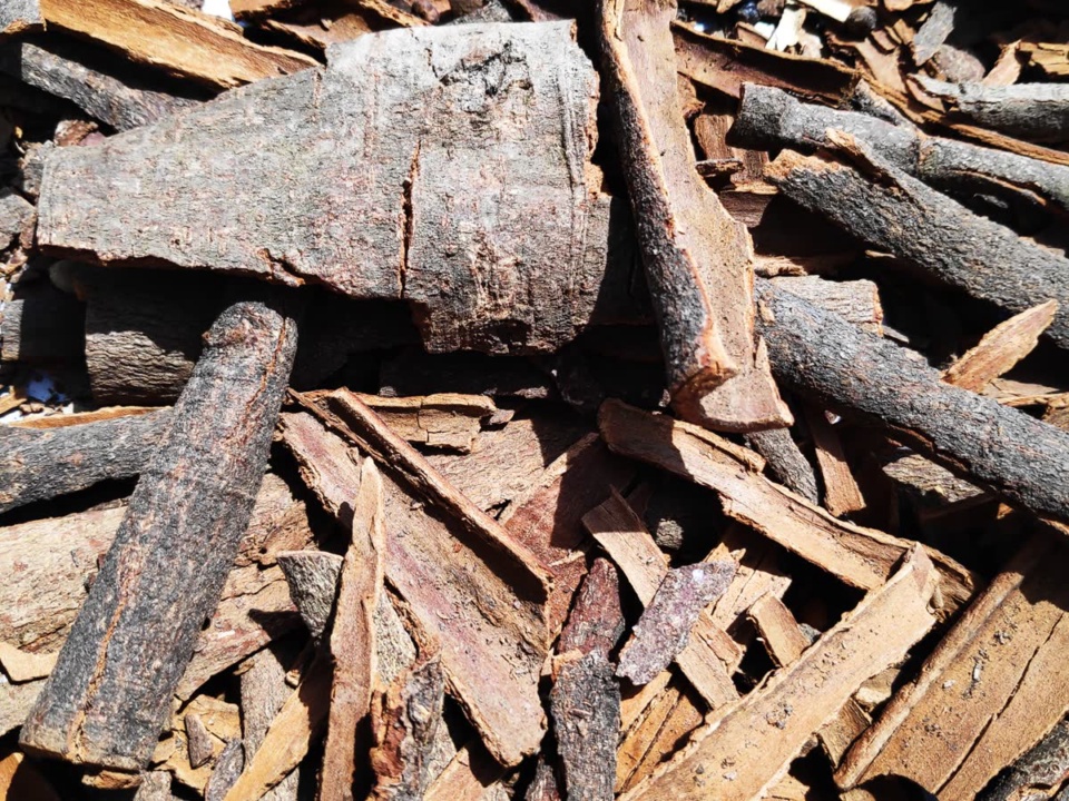 Broken cinnamon bark mixed with rough bark pieces drying in the sun
