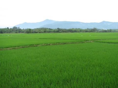 Wide green rice field with distant hills under a pale sky