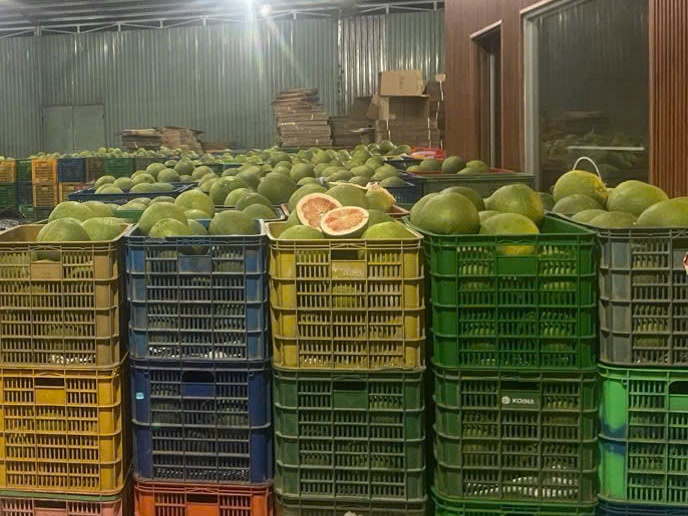 Pink-flesh pomelo, one fruit cut open on the crates