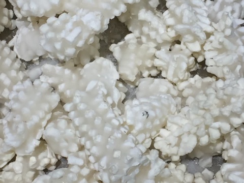 Close-up of white scored squid pieces