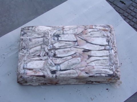 A rectangular block of whole frozen squid pressed together