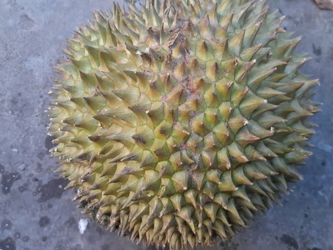 A whole round durian with sharp thorns, seen from above on a cement floor