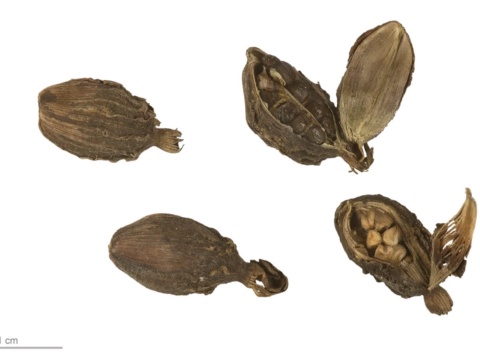Dried black cardamom pods, whole and split to show seeds