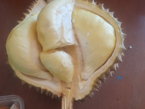 Opened durian showing pale yellow segments