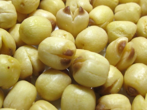 Close-up of peeled pale yellow lotus seeds