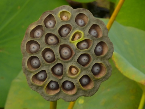 Lotus seed pod with grey seeds in each hole