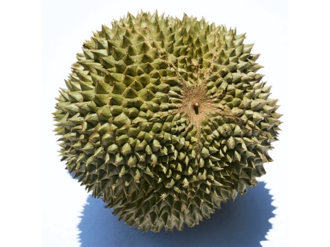 The base of a whole durian, with a brown patch and a small black spike in the middle, on a white background