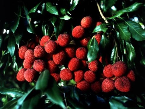 Ripe red lychee clusters on the tree among green leaves