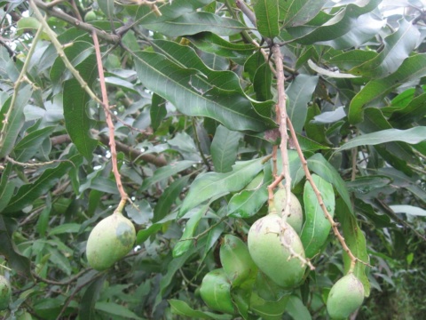 Xoài xanh non treo giữa tán lá