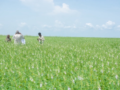 Cánh đồng mè xanh trải rộng dưới bầu trời, vài người ở xa