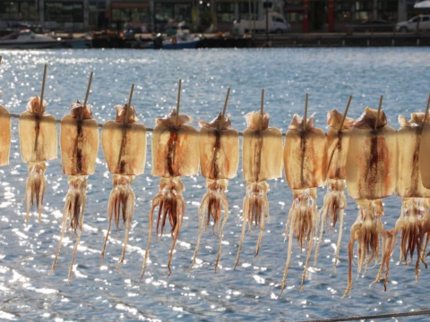 Squid hung in a row on a line drying beside a harbour