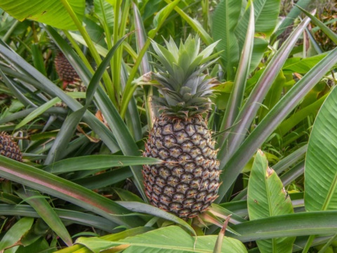 A pineapple growing among green leaves in the field