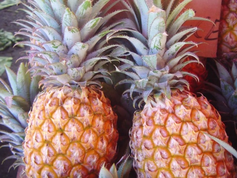Two orange-gold pineapples with green crowns