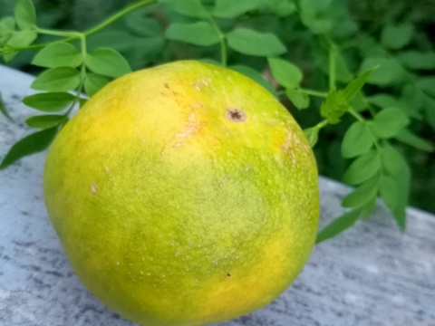A yellow-green pomelo resting on a stone ledge beside leaves