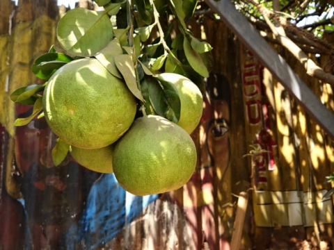 A cluster of green pomelos hanging on a branch in sunlight