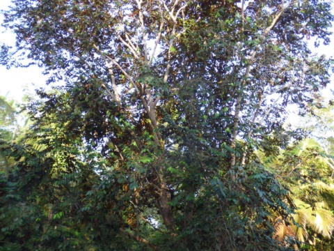 A tall star apple tree with a broad canopy