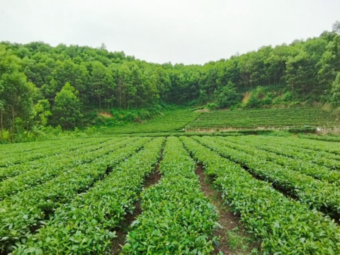 Rows of green tea bushes on a hillside under cloudy sky