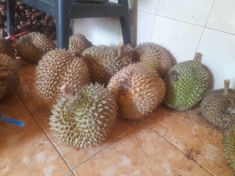 Many whole durians packed close together on the floor