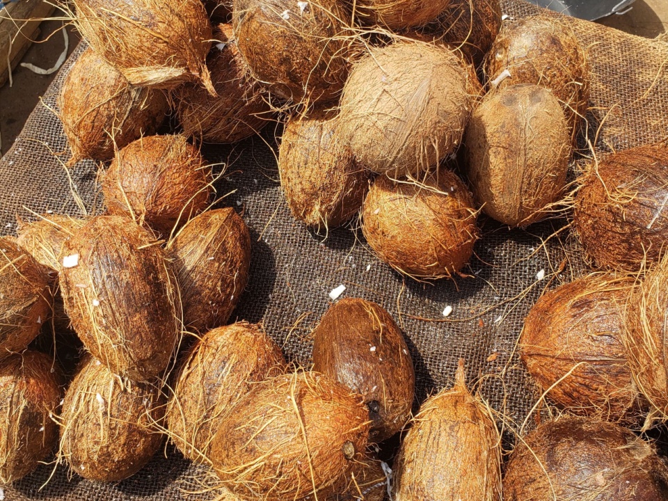Dừa khô đã bóc vỏ ngoài, còn xơ nâu, bày trên bao tải