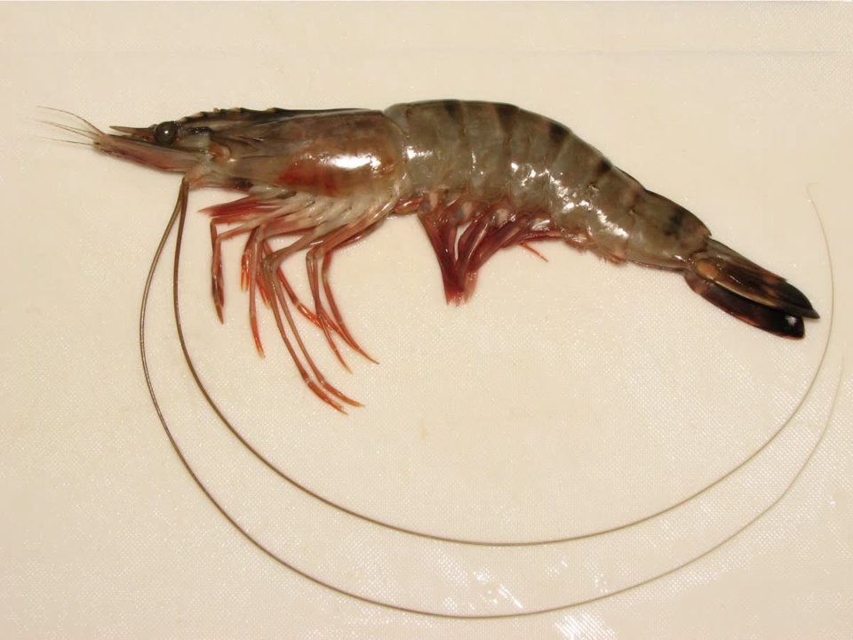 A whole striped shrimp lying on a white cutting board