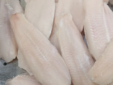 Frozen white fish fillets laid close together on a steel tray
