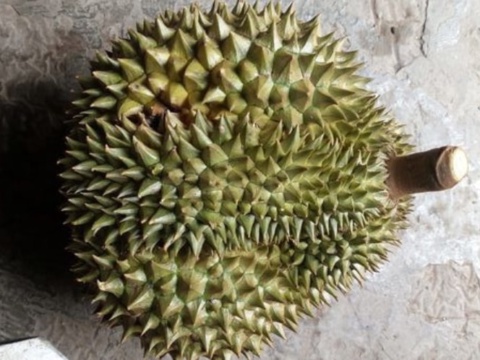 Một trái sầu riêng nguyên vỏ xanh còn cuống, đặt trên nền xi măng