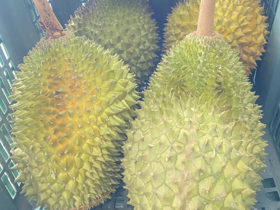 Whole durians with yellow-green husks, close view
